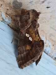 Chrysodeixis chalcites