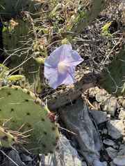 Ipomoea lindheimeri