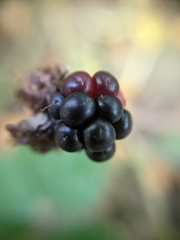 Rubus polonicus