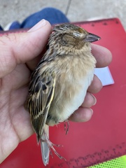 Ammodramus savannarum