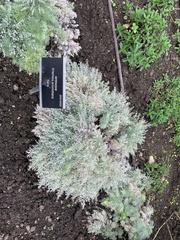 Artemisia schmidtiana