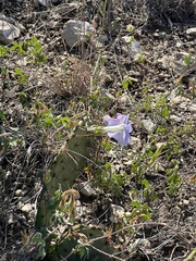 Ipomoea lindheimeri