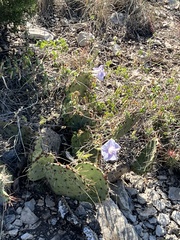 Ipomoea lindheimeri