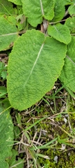 Salvia pratensis