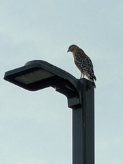 Buteo lineatus elegans