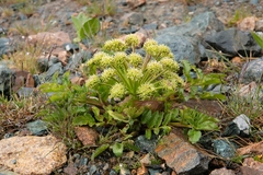 Archangelica brevicaulis