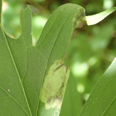 Calycomyza frickiana