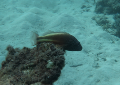 Paracirrhites forsteri