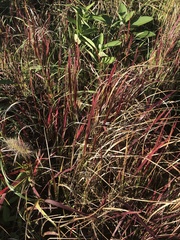 Coleataenia rigidula