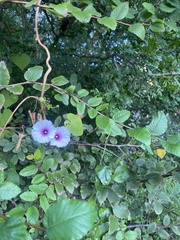 Convolvulus equitans