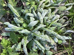 Echium vulgare