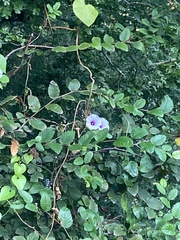 Ipomoea amnicola