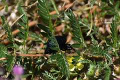 Cysteodemus wislizeni