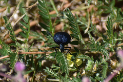 Cysteodemus wislizeni