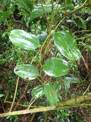 Smilax bracteata