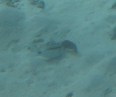 Parupeneus barberinus