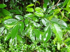 Celtis tetrandra