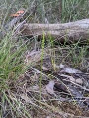 Microtis parviflora
