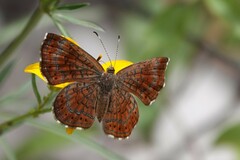 Calephelis arizonensis