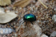 Leptinotarsa haldemani