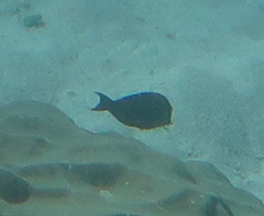 Acanthurus nigrofuscus
