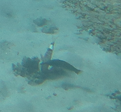 Parupeneus multifasciatus