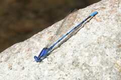 Argia extranea