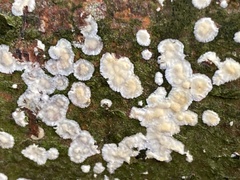 Basidioradulum radula