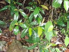 Ardisia quinquegona