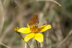 Calephelis arizonensis