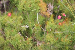 Melaleuca eriocarpa