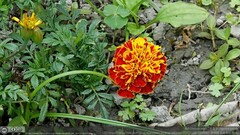 Tagetes patula