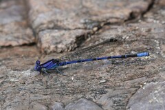 Argia extranea
