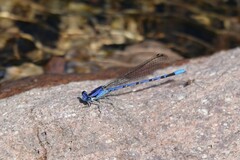 Argia extranea