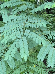 Adenanthera