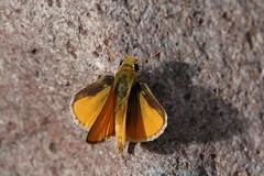 Copaeodes aurantiaca