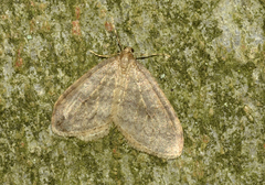 Operophtera fagata