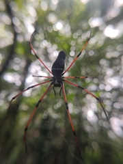 Nephila kuhli