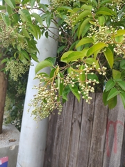 Ligustrum japonicum