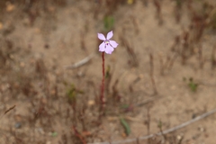 Isotoma