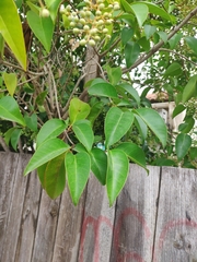 Ligustrum japonicum