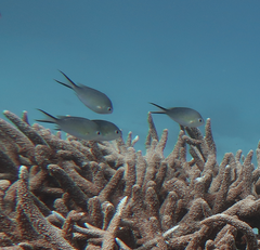 Chromis ternatensis