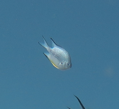 Amblyglyphidodon leucogaster