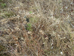 Patrinia rupestris