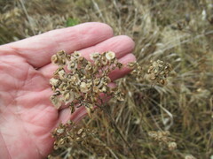 Patrinia rupestris