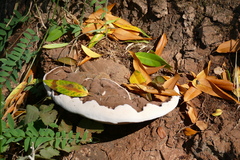 Ganoderma brownii image