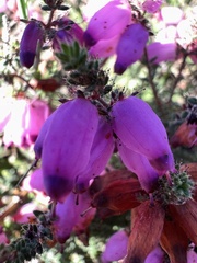 Erica ciliaris