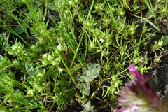 Siloxerus multiflorus