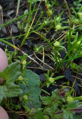 Siloxerus multiflorus