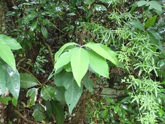 Lindera megaphylla